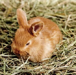 Blue Mountain Hay | Fresh Timothy Hay (25 Pounds) | Great for All Ages | High-Altitude Hay Pet Food for Rabbits, Guinea Pigs, Chinchillas, Hamsters, and Other Small Pets