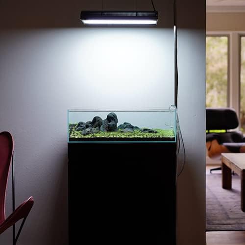 Ultum Nature Systems Mini Dwarf Hair Grass Eleocharis Parvulus Tissue Culture Live Plant for Aquarium, Aquascape, Freshwater Fish Tanks - 100% Snail Free in Vitro