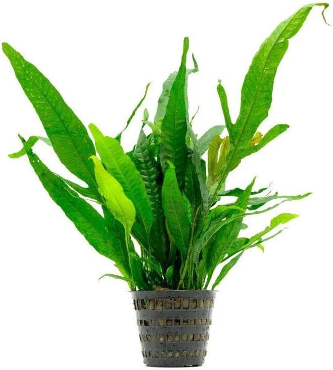 Live Plants - Java Fern (Microsorum pteropus) - Low to Medium Light Aquarium Display, Bright Green Accent, Midground Aquascaping, Freshwater Rhizome Aquatic Plant - Pot