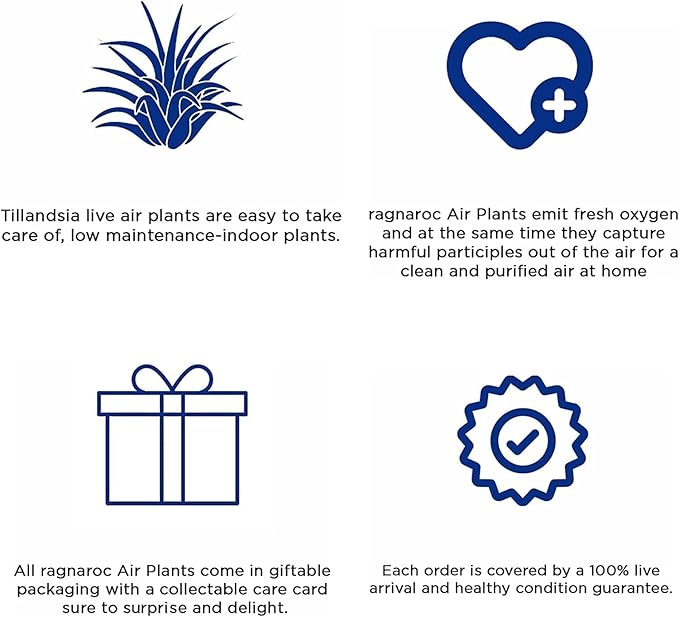 Air Plants - Tillandsia Funckiana Hybrid, Large 5-7" - 3ct - Live Arrival Guaranteed - House Plants for Home Decor & Gift