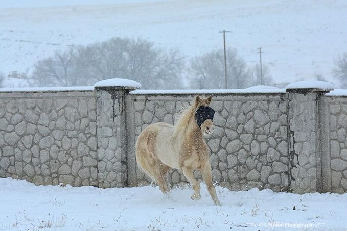 95% UV Eye Protection (Pony) Standard Horse Fly Mask - Help with Uveitis, Corneal Ulcer, Cataract, Light Sensitivity, Cancer. Designed to Stay On Your Horse, Off The Ground!