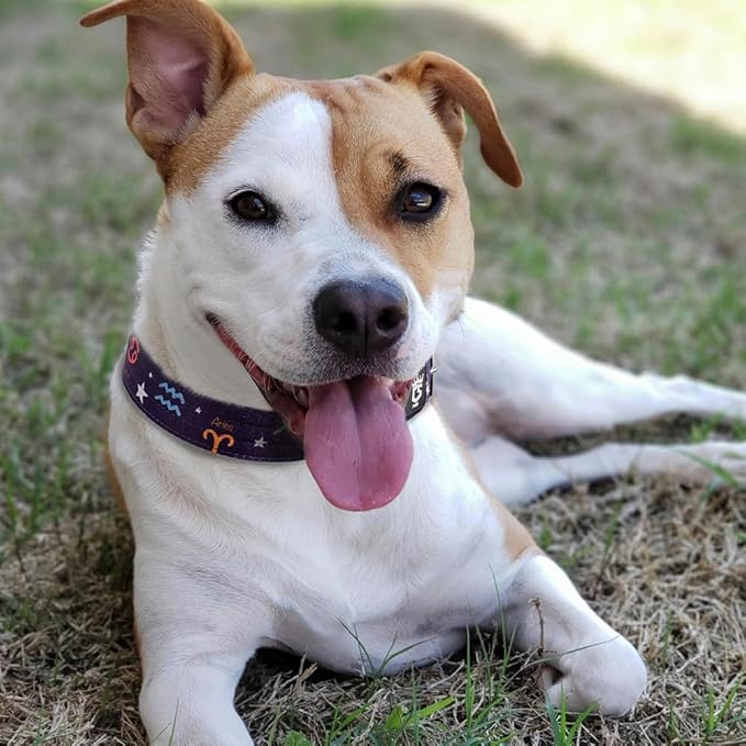 TSPRO Tactical Dog Collar 1.5 Inch Wide Thick Dog Collars with Heavy Duty Metal Buckle, Durable, Strong, Adjustable for Medium to Large Dogs (Constellation Purple M)