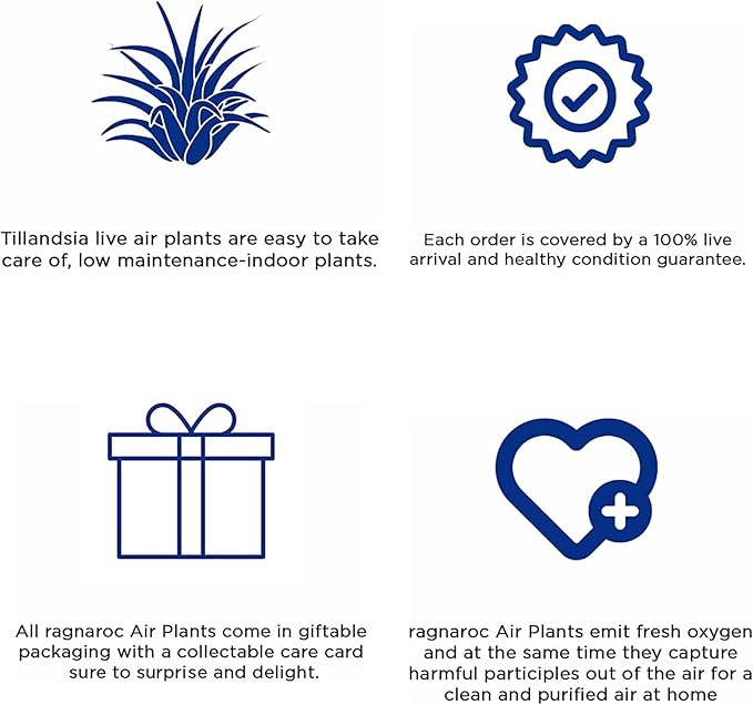 Air Plants - Tillandsia Cacticola, Jumbo 6-9" - 2ct - Live Arrival Guaranteed - House Plants for Home Decor & Gift