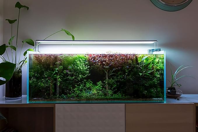 Java Fern Live Aquarium Plants - Potted Freshwater Plant for Fish Tanks - Beginner Friendly, Low Light (Windelov, 5 Pots)