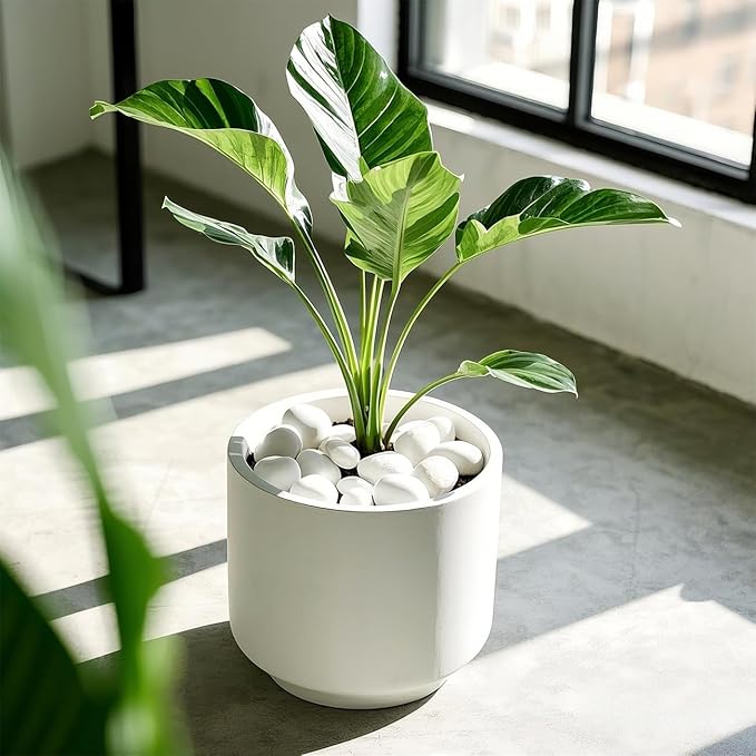 5 Lbs River Rocks for Plants,0.4-1.2 Inch Decorative Ornamental Pebbels, High Polished Stones for Garden Landscaping, Smooth Gravel Filler for Outdoor Plants, Succulents, Fish Tank and Vases, White