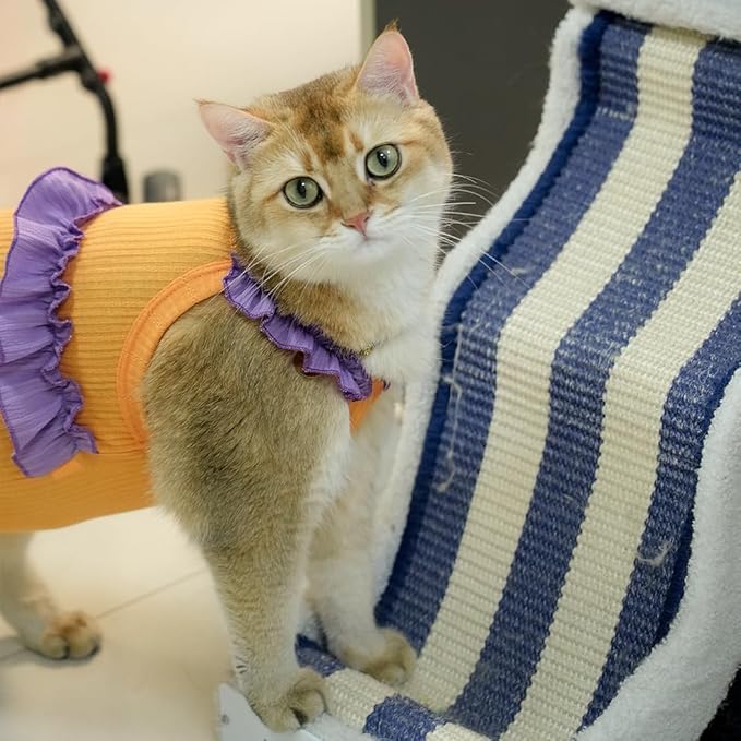 Cat Recovery Suit,Kitten Onesie After Surgery,E-Collar Alternative for Abdominal Wound and Skin Diseases,Soft Breathable Bodysuit After Spay(Orange-m)