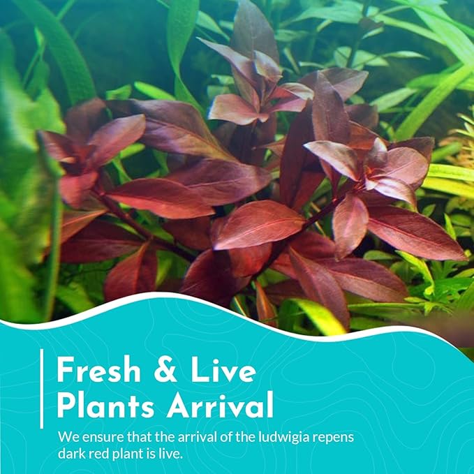 Live Aquarium Ludwigia Repens Plants - Great Background for Fish Long Lasting & Easy to Maintain Suitable Summer Winter Natural Oxygenator Pot ,Light/Medium Green; Striking Dark Red