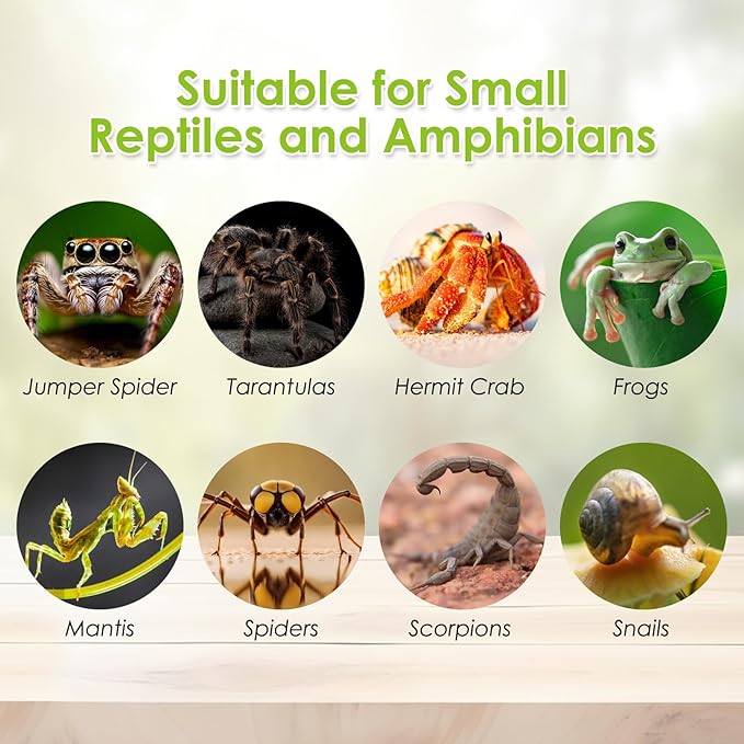 Reptile Terrarium Enclosure 6"x6"x10" Tall Acrylic Tarantula Breeding Box Magnetic Hermit Crab Habitat Vertical Tank Transparent Jumping Spider Cage for Insect Mantis Scorpion Sling Isopods