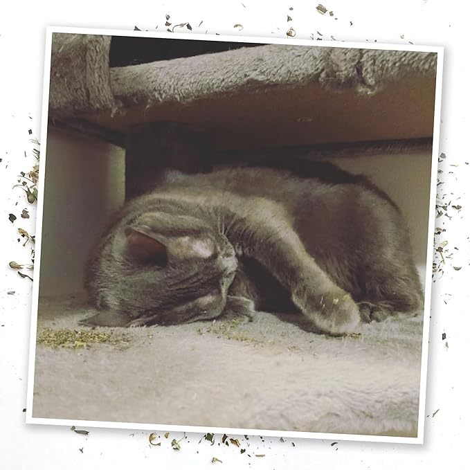 Meowijuana Blue Blob Bundle | Get Silly Refillable Blue Bob Toy and Whisker Tickler Catnip Blend | Promotes Play and Cat Health | Includes North American Organic Catnip