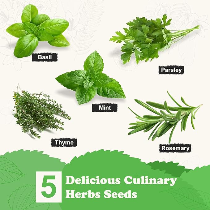 5 Herb Seeds Garden Starter Kit with Complete Planting Kit & Wooden Flower Box, Growing into Basil, Parsley, Rosemary, Thyme, Mint for Kitchen Windowsill Herb Garden DIY