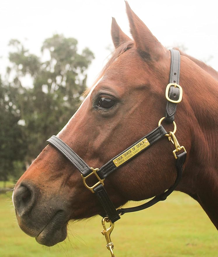Leather Halter for Horses with Customized Engraved Name Plate Option Halter for Horse | Brown/Brass, Padded Halter (Blue or Green) Black/Brass, Black/Chrome Options