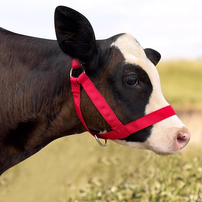 XUANNIAO Easily Adjustable Figure 8 Cow Halter, Double-Ply Premium Livestock Cattle Halters, Colorful Cow Utility Calf Halter with Leading Rope for Miniature Horse Donkey Goat Foal (Large, Black)