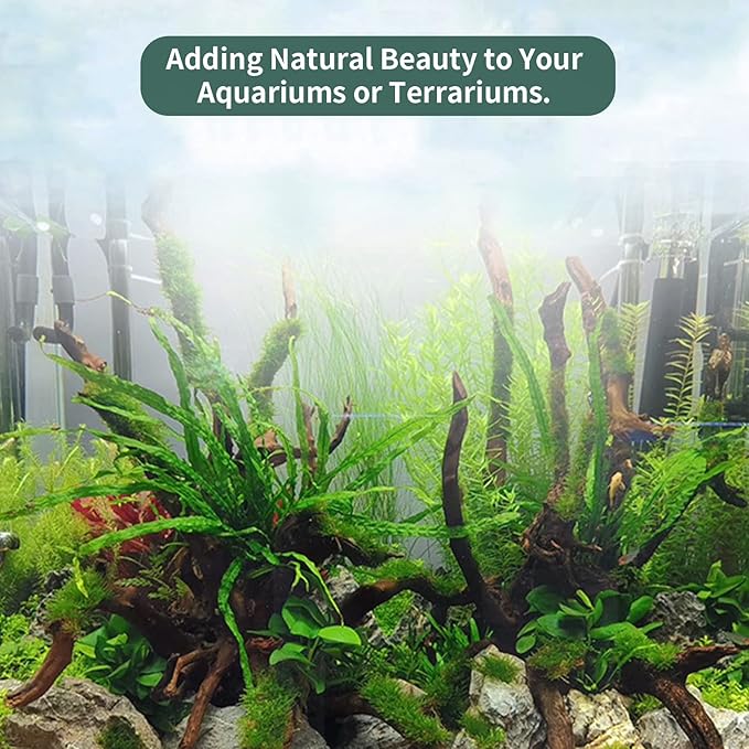 5 Pcs Driftwood Branches Aquarium Wood Decoration Natural Fish Tank Habitat Decor Wood for Lizard Assorted Size-Small