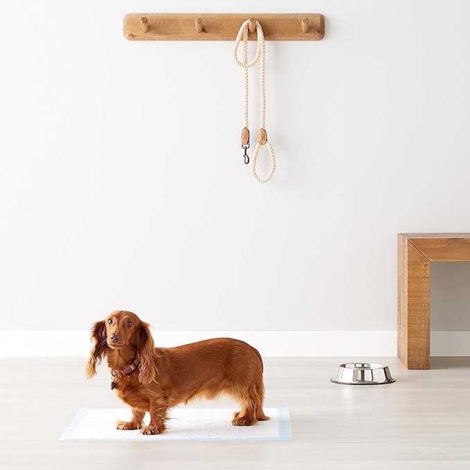 Amazon Basics Heavy Duty Dog and Puppy Pee Pads, 5-Layer Leak-Proof Ultra Absorbent, Quick-Dry Surface, Potty Training, Regular (24x23"), 50 Count, Blue & White