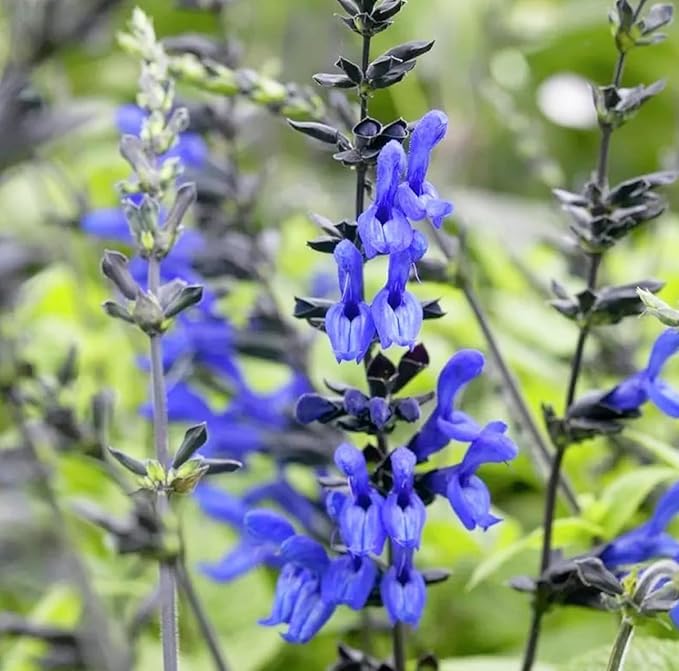 Black and Blue Salvia Guaranitica β Live Perennial Plant 3" Pot β Hummingbirds