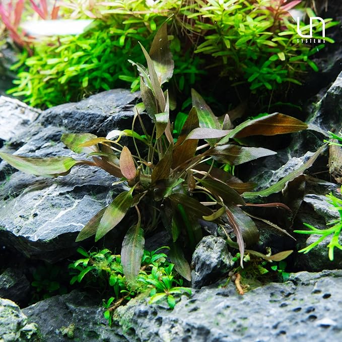 Ultum Nature Systems Cryptocoryne Lucens Tissue Culture Live Plant for Aquarium, Aquascape, Freshwater Fish Tanks - 100% Snail Free in Vitro