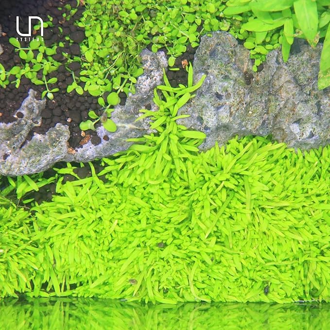 UNS Snail Free TC Utricularia Graminifolia (UG) - Medium to High Light, Bright Green Accent Aquatic Carnivorous Carpeting Plant, Foreground Placement - Tissue Culture, 1 Pack