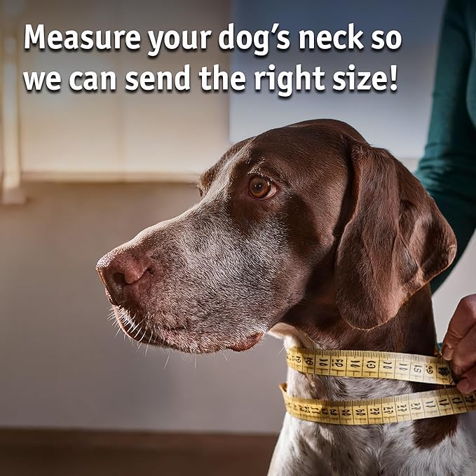 Biothane Custom Dog Collar – Waterproof, Stink-Proof Personalized Collar with Name & Phone Number – Durable, Many Sizes and Colors – Assembled in USA (Lilac Purple)