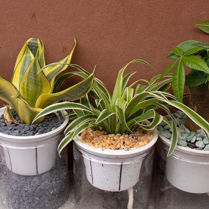 7lb Cactus Pea Gravel Rocks,1/5 Inch Pebbles for Indoor Plants, Natural Succulent Rock and River Rocks Decorative for Aquariums, Vases, Terrarium, Outdoor Gardening, Top Dressing for Potted Plants