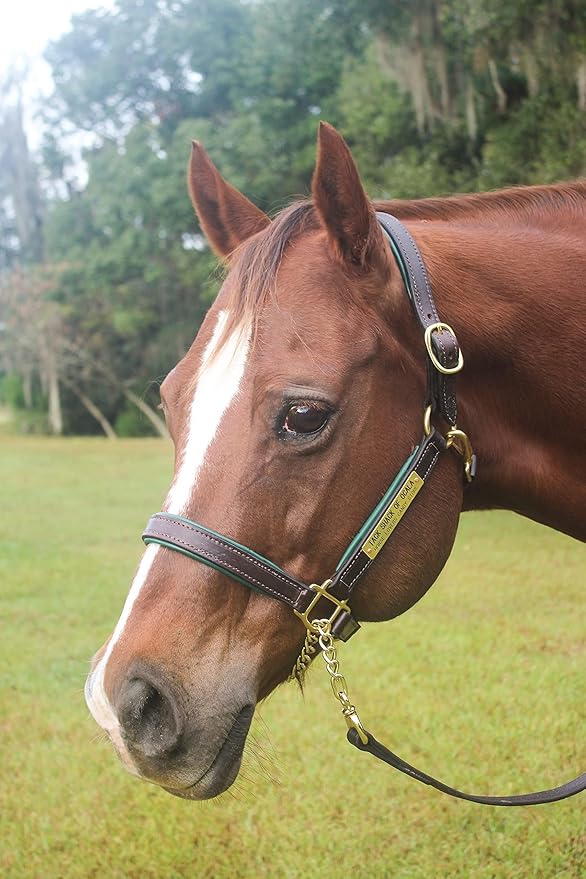 Leather Halter for Horses with Customized Engraved Name Plate Option Halter for Horse | Brown/Brass, Padded Halter (Blue or Green) Black/Brass, Black/Chrome Options
