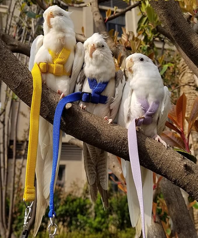 Pet Parrot Bird Harness Leash Adjustable Bird Flying Harness Traction Rope with Cute Wing for Parrots Pigeons Budgerigar Lovebird Cockatiel Mynah Outdoor Training Toy (M, Blue)