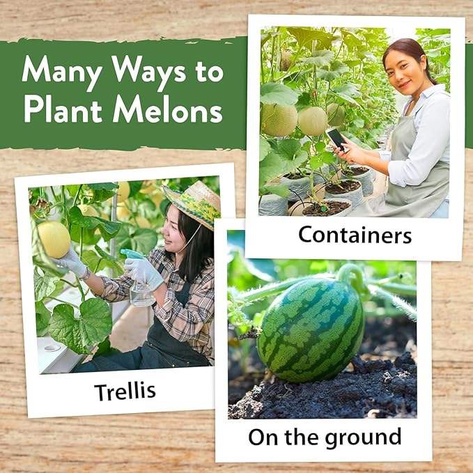 HOME GROWN π¨π¦π π£π₯ππ ππ¨π Melon Seeds Variety Pack 5 π‘π’π‘-ππ π’ Heirloom Vegetable Seeds, Watermelon Cantaloupe Honeydew Sugar Baby & Melon, High Germination for Planting Home Garden Indoors