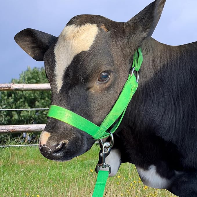 XUANNIAO Easily Adjustable Figure 8 Cow Halter, Double-Ply Premium Livestock Cattle Halters, Colorful Cow Utility Calf Halter with Leading Rope for Miniature Horse Donkey Goat Foal (Medium, Green)