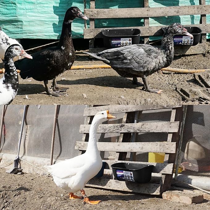 Goovilla Chicken Feeder Waterer, Hanging or Screw-in Fence Feeders with Clips, 2 Pack 5 Quart Goat Feeding Supplies, Duck Piglet Sheeple Coop Dog Livestock Poultry Plastic Feeder Trough Bucket, Black