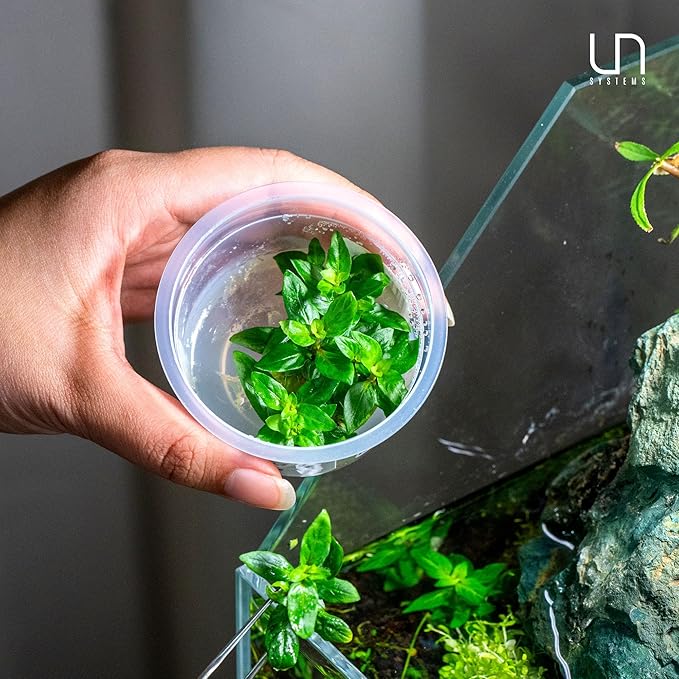 Ultum Nature Systems Staurogyne Repens Tissue Culture Live Plant for Aquarium, Aquascape, Freshwater Fish Tanks - 100% Snail Free in Vitro