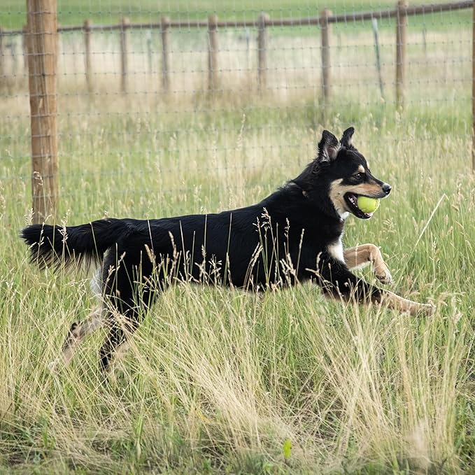 InClover Connectin Natural Hip & Joint Supplement for Dogs with Glucosamine, Chondroitin & Hyaluronic Acid - Powder for Dog Mobility, Comfort & Active Lifestyle Support, 12oz