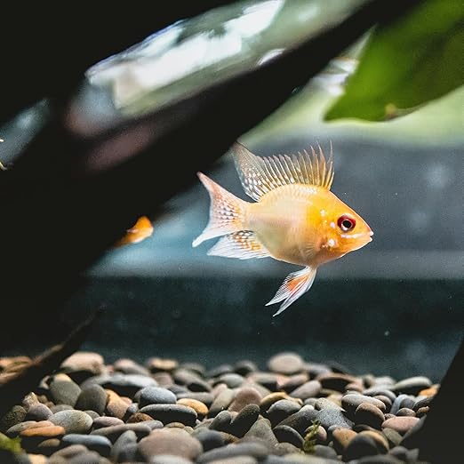 Pebbles for Indoor Plants 20lbs, 1-2 Inch Natural River Rocks, Hand-Picked Premium Stones for Landscaping and Garden Design, Fish Tank, Flower Pots, Pathways and Backyard, Mixed Color