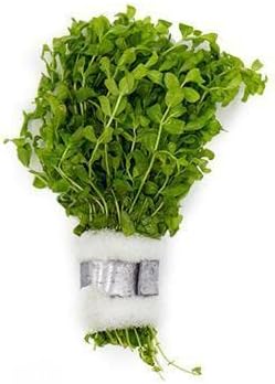 Live Aquarium Stem Plants - Freshwater Aquatic Plant for Fish Tanks, Aquascaping - (Pearl Weed Hemianthus Micranthemoides, 1 Bunch)
