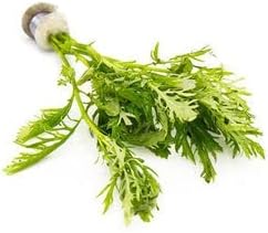 Live Aquarium Stem Plants - Freshwater Aquatic Plant for Fish Tanks, Aquascaping - (Water Wisteria Hygrophila Difformis, 1 Bunch)