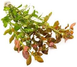 Live Aquarium Stem Plants - Freshwater Aquatic Plant for Fish Tanks, Aquascaping - (Ludwigia Repens, 4 Bunches)