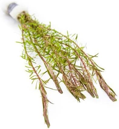 Live Aquarium Red Stem Plants - Freshwater Aquatic Plant for Fish Tanks, Aquascaping - (Rotala Wallichii, 4 Bunches)