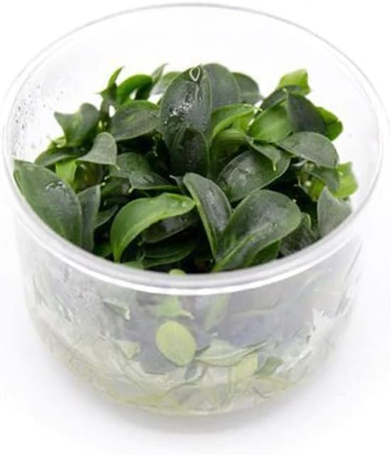 Ultum Nature Systems Piptospatha Ridleyi Tissue Culture Live Plant for Aquarium, Aquascape, Freshwater Fish Tanks - 100% Snail Free in Vitro