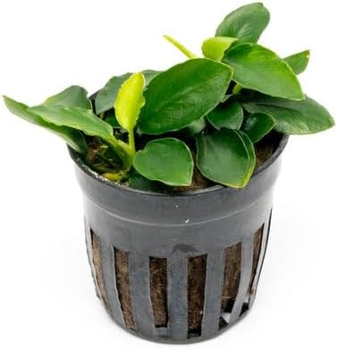 Anubias Live Aquarium Plants - Potted Freshwater Plant for Fish Tanks, Terrariums - Beginner Friendly Low Light (Nana Long Wavy, 3 Pots)