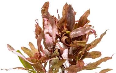 Live Aquarium Stem Plants - Freshwater Aquatic Plant for Fish Tanks, Aquascaping - (Ammania Senegalensis, 1 Bunch)