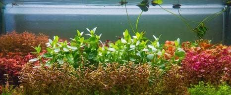 Live Aquarium Stem Plants - Freshwater Aquatic Plant for Fish Tanks, Aquascaping - (Needle Leaf Ludwigia Arcuata, 1 Bunch)