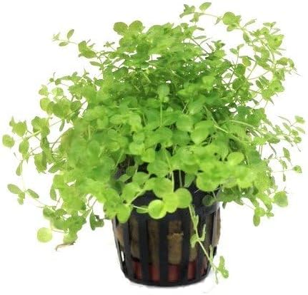 Foreground Potted Live Aquarium Plants | Freshwater Aquatic Plants for Aquariums (Potted Monte Carlo, 3 Pack)