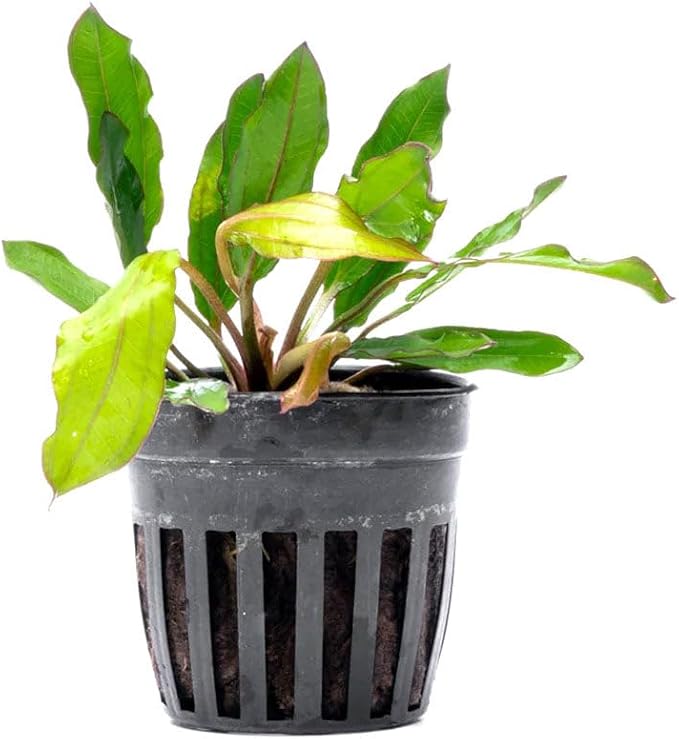 Live Plants - Echinodorus ‘Green Chameleon’ (Echinodorus sp.) - Medium to High Light, Green Red Accent, Midground to Background Placement, Freshwater Aquatic Plant - Pot