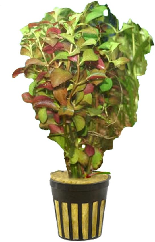 Live Aquarium Ludwigia Repens Plants - Great Background for Fish Long Lasting & Easy to Maintain Suitable Summer Winter Natural Oxygenator Pot ,Light/Medium Green; Striking Dark Red