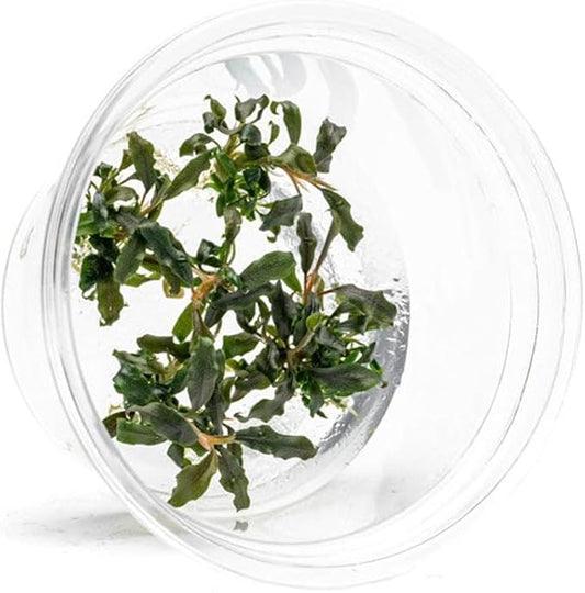 UNS Snail Free TC Bucephalandra Kedagang Japan (Bucephalandra sp. 'Kedagang Japan') - Low to Medium Light, Dark Green Leaves, Foreground to Midground - Tissue Culture - 1 Pack
