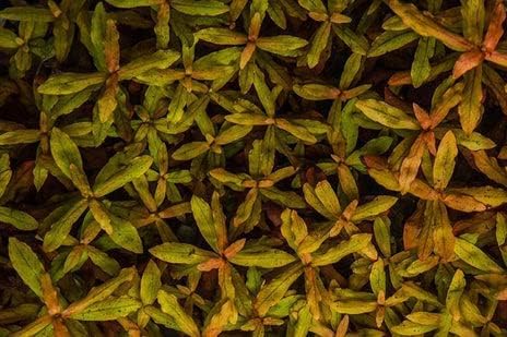 Live Aquarium Red Stem Plants - Freshwater Aquatic Plant for Fish Tanks, Aquascaping - (Ammania Gracilis, 1 Bunch)