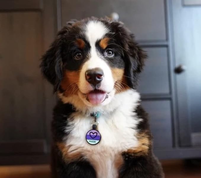 LYP - Our Original Soundless Pet ID Tag - Largest Line of Silicone Dog Tags - No More Jingling Dog Tags -Durable - Never Fades - Customized Deep Engraved Silicone (Flower - Purple)