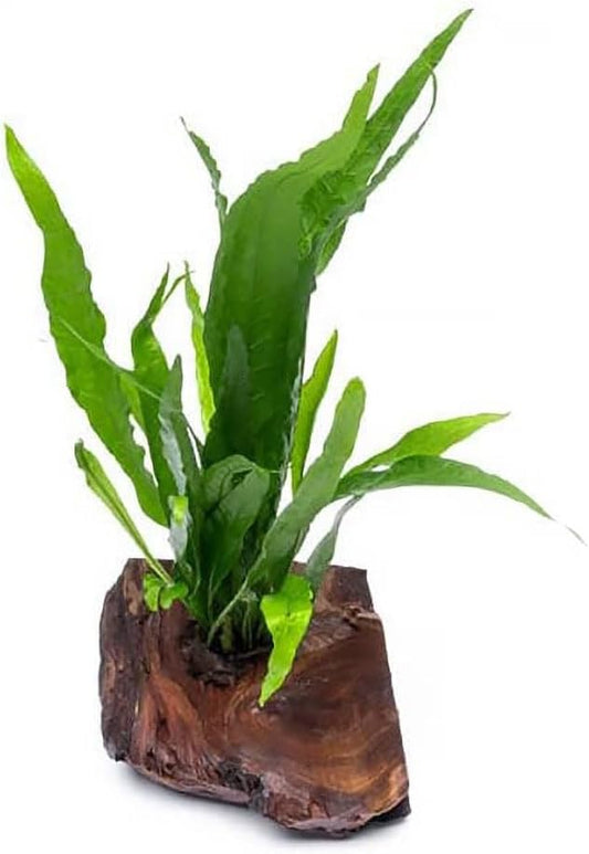Live Aquarium Plants on Driftwood, Lava Rock, Moss Mat - Freshwater Fish Tank Plants (Java Fern, Driftwood (Small))