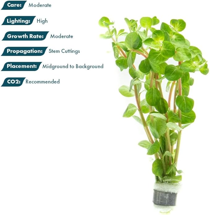 Live Plants - Fujian Rotala (Rotala Fujian) - Medium to High Light, Light Green to Pinkish-Red Accent Freshwater Aquatic Stem Plant, Midground to Background Placement - Pot, 4 Pack