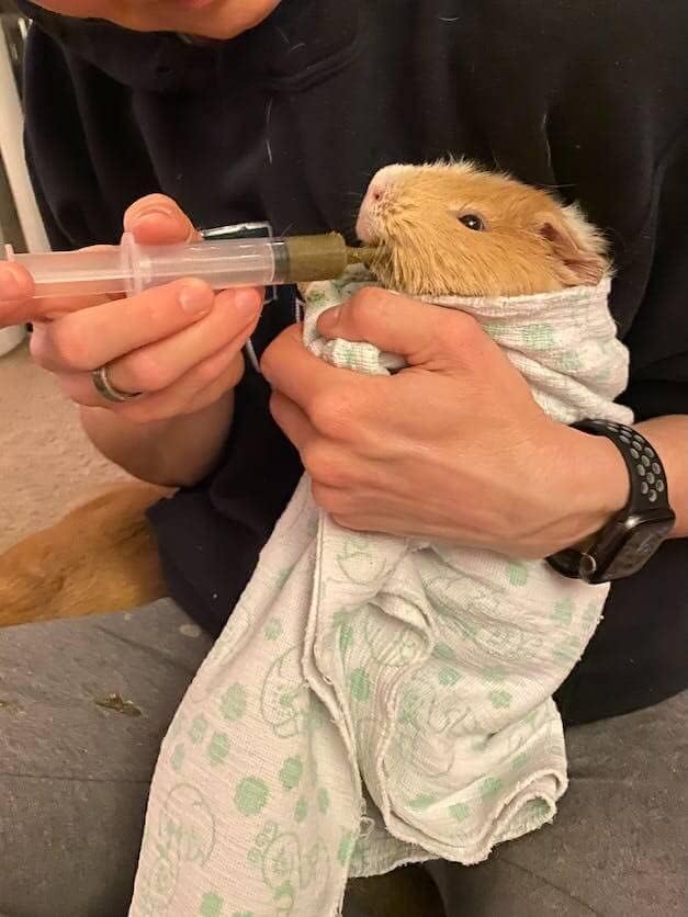 Pet Guinea Pig Emergency Kit with Timothy Recovery Food (Large Emergency Kit)