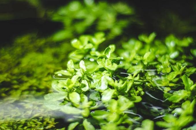 Live Aquarium Stem Plants - Freshwater Aquatic Plant for Fish Tanks, Aquascaping - (Bacopa Monnieri Variegatus, 1 Bunch)