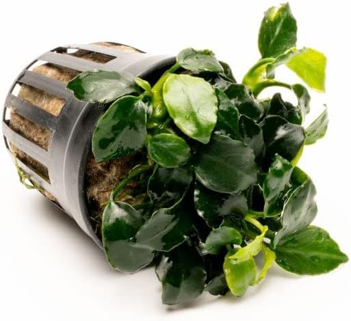 Anubias Live Aquarium Plants - Potted Freshwater Plant for Fish Tanks, Terrariums - Beginner Friendly Low Light (Barteri Dark Angel, 1 Pot)